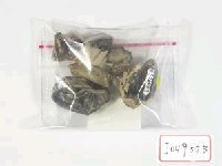 藏品(鹿齒化石)的圖片